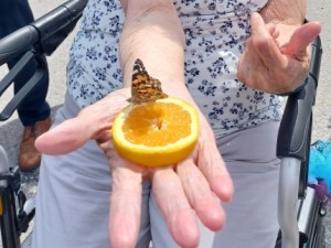 Butterfly launch celebrations at Alexander Place featured a live monarch butterfly launch!